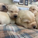 CUCCIOLATA DI MAMMA MERY DI CASA PARAPORTI X PAPA' JHONNY (Loretta Lobuff Cobra Kay) -🌟 Cuccioli Labrador Disponibili per la Prima Settimana di Giugno 2024! 🐾