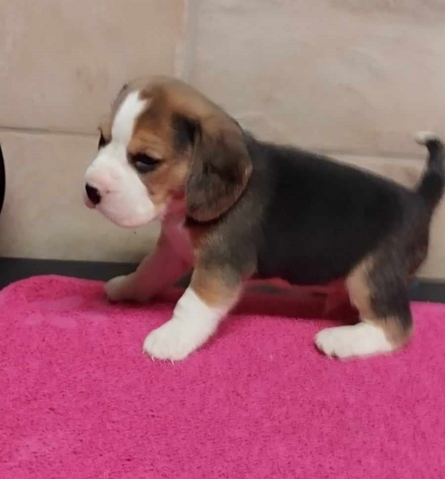 Beagle tricolore
