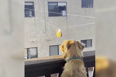 Ecco come un uomo invia giocattoli al cane del vicino: il video esilarante