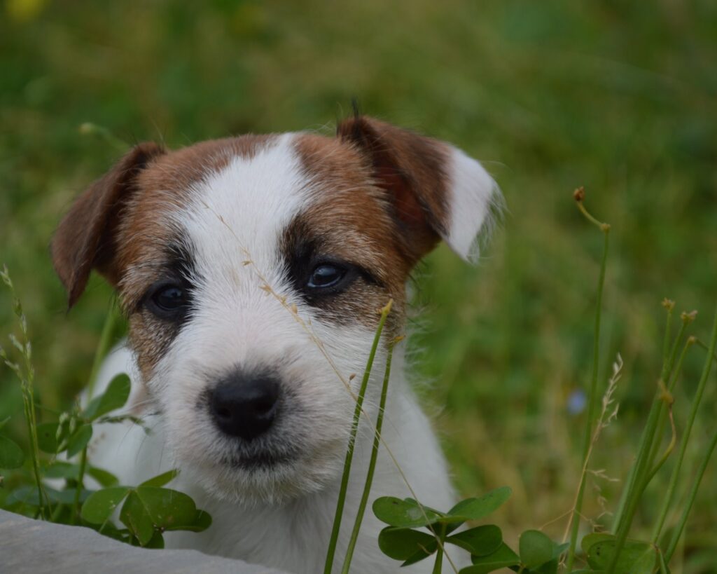 Jack Russell Terrier - Cuccioli Altamente Selezionati
