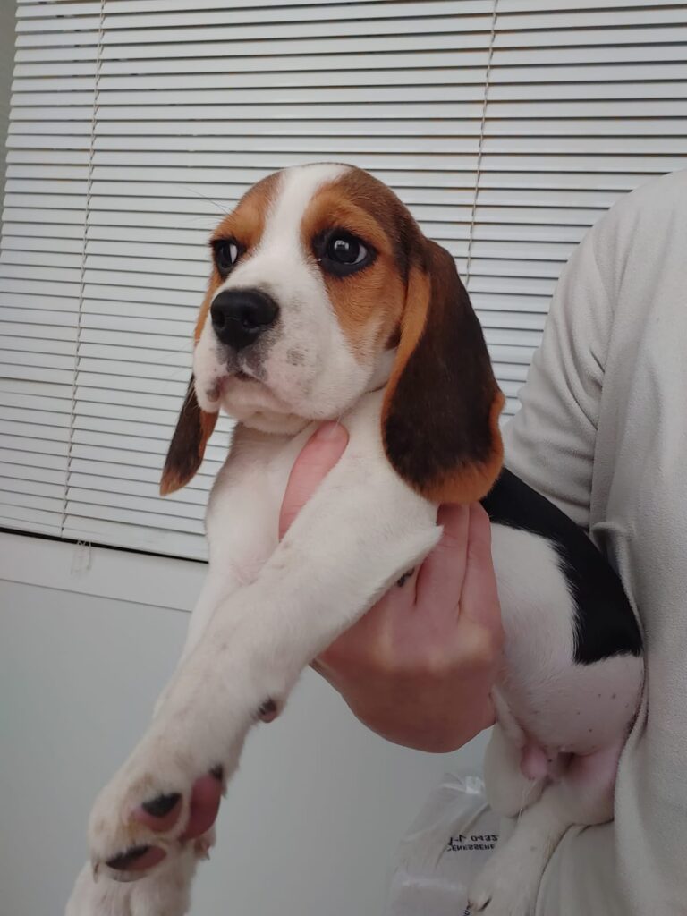 Beagle maschio tricolore
