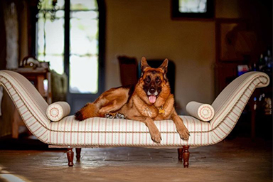 Gunther, il cane più ricco al mondo con un patrimonio di circa 500 milioni di dollari