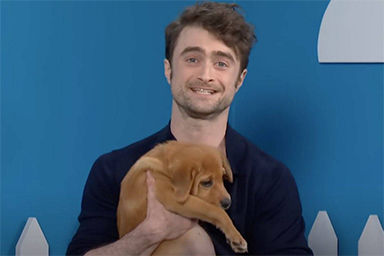 La magia di Harry Potter aiuta dei cuccioli a trovare casa: ecco il generoso gesto di Daniel Radcliffe