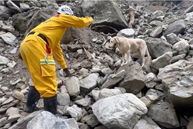 Da cane poliziotto mancato, a eroe nel terremoto di Taiwan: la storia di Roger