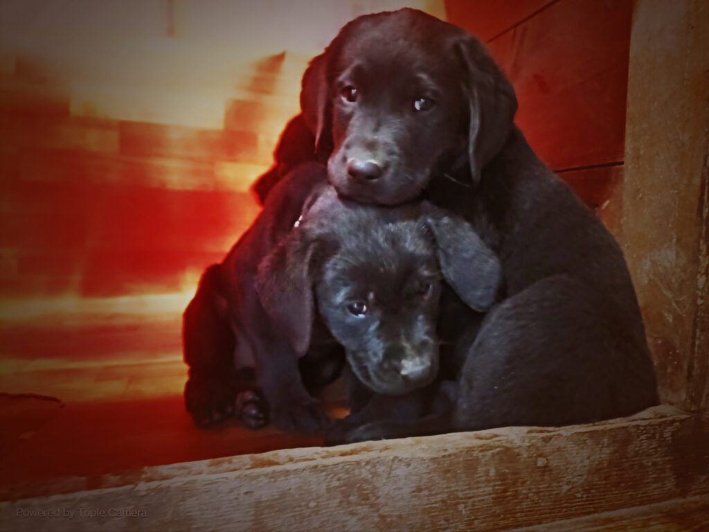 Ultimi cuccioli di Labrador con Pedigree