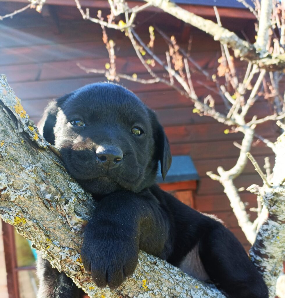 Cuccioli Labrador Retriever neri con Pedigree