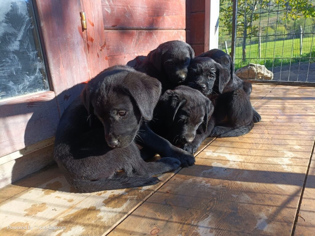 Cuccioli di Labrador neri con Pedigree