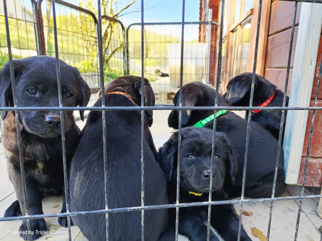 Cuccioli di Labrador neri con Pedigree