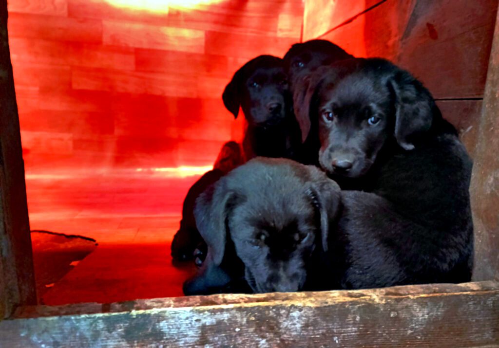 Ultimi cuccioli di Labrador con Pedigree
