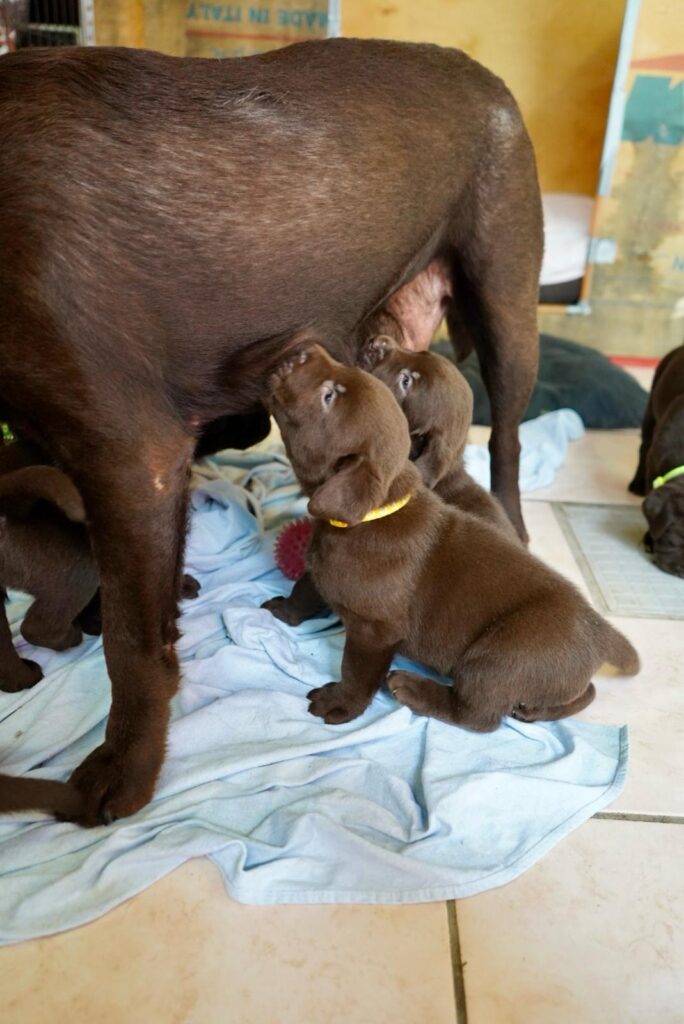 Cuccioli di labrador chocolate con pedigree e certificati esenzione malattie ereditarie