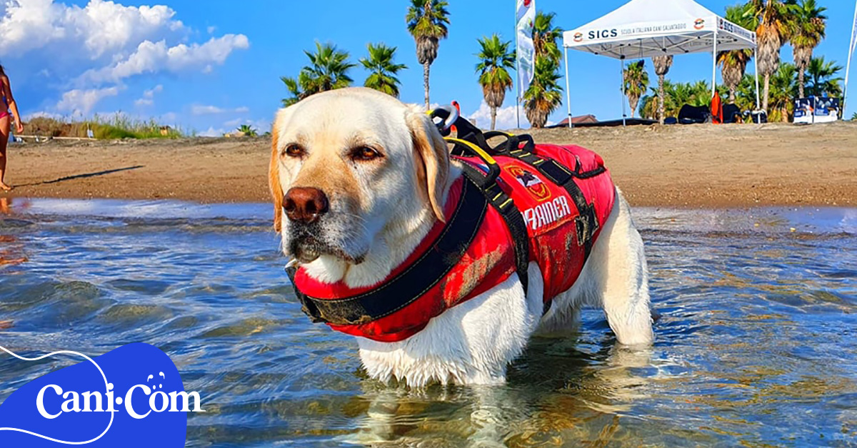 Giubbotti di salvataggio per cani