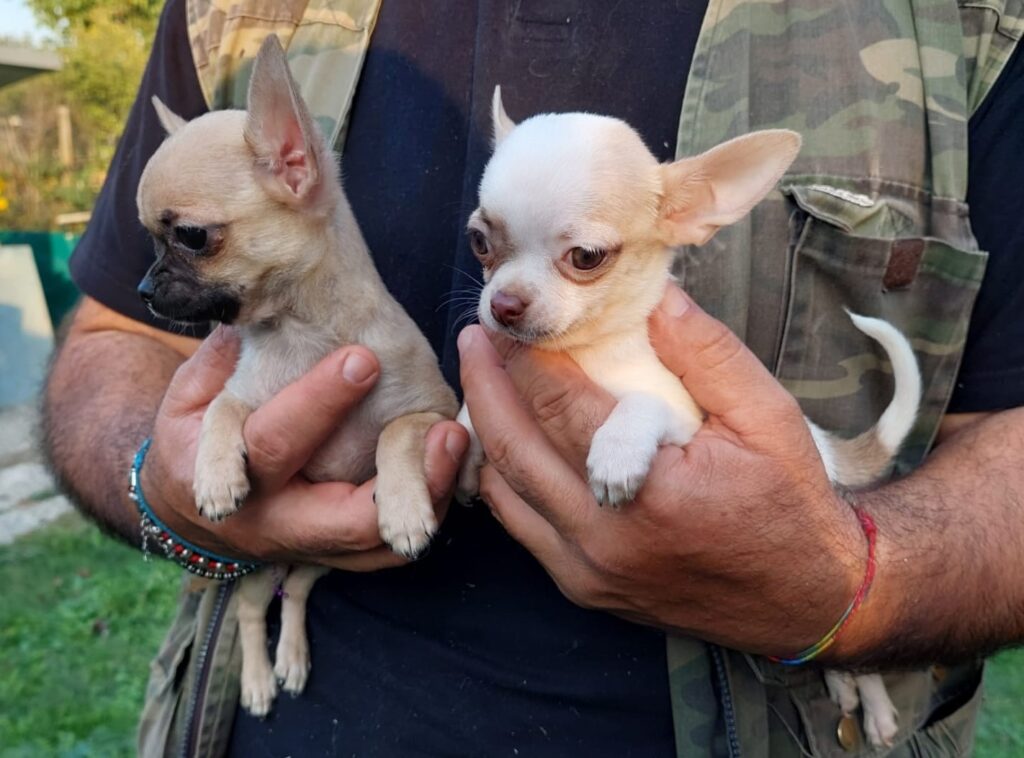 CUCCIOLI DI CHIHUAHUA