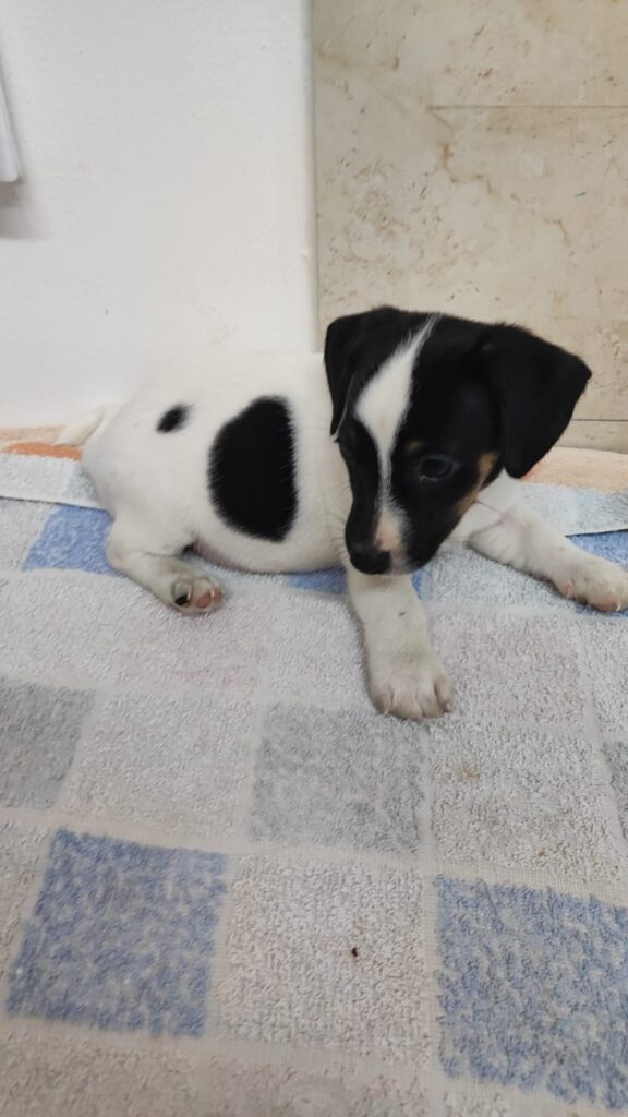 CUCCIOLI DI JACK RUSSELL CON PEDIGREE ENCI