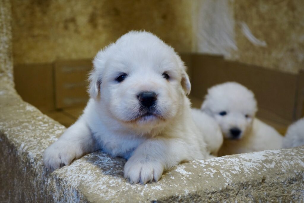 Bella e omogenea cucciolata di Pastore Maremmano Abruzzese - Pedigree prestigioso