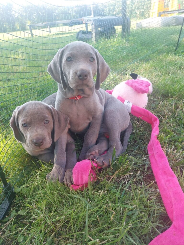 Cuccioli di Weimaraner disponibili da Giugno