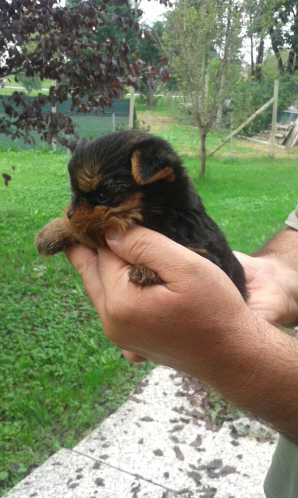 CUCCIOLI DI YORKSHIRE TERRIER