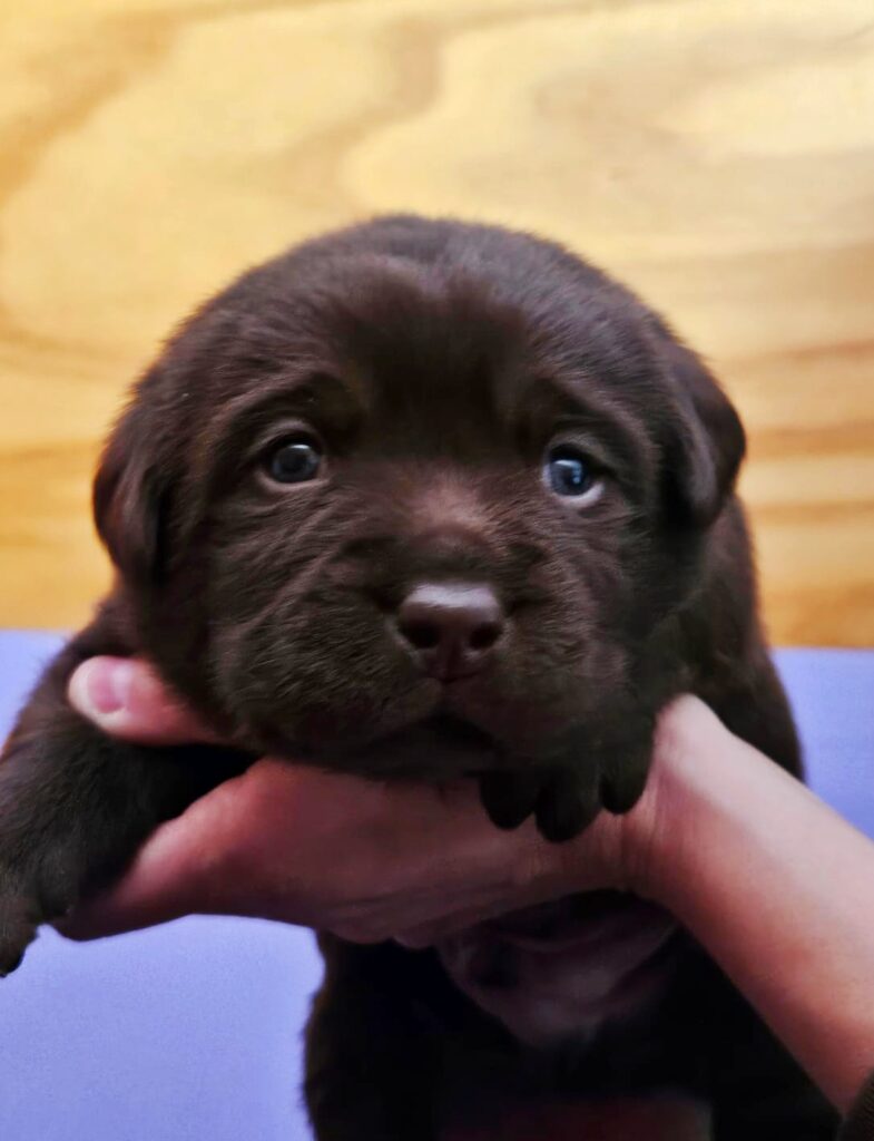 CUCCIOLI DI LABRADOR