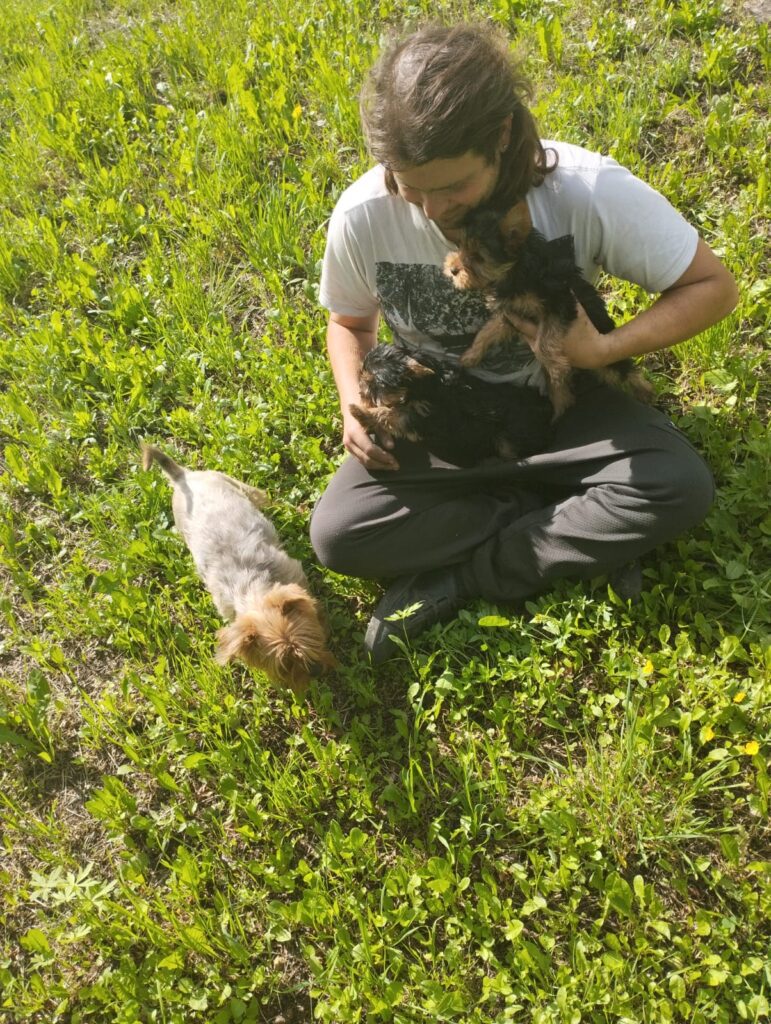 Cuccioli di yorkshire terrier