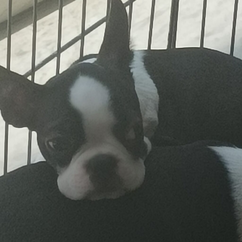 Cuccioli Boston terrier