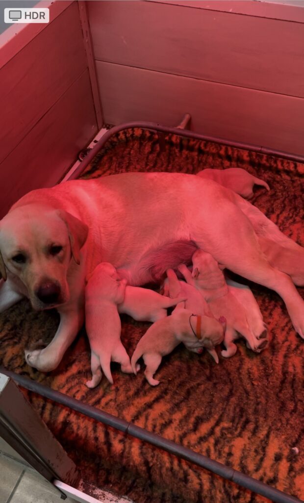 Cucciolata di Altissima Genealogia di Labrador Retriever