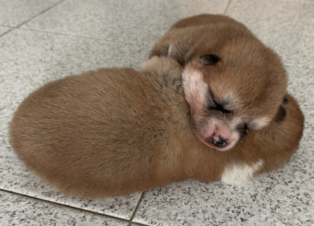 Cuccioli Akita Inu