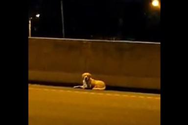 Il salvataggio di un cane a bordo autostrada: ecco il video