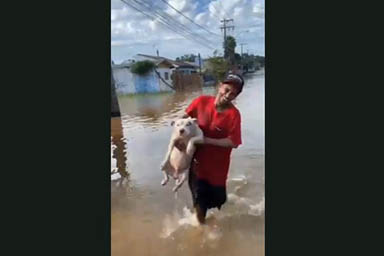 Brasile, cane salvato dall'alluvione continua a nuotare nell'aria