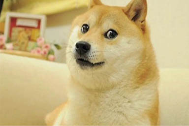 Morta Kabosu, la cagnolona che ha ispirato uno dei meme più famosi della Rete