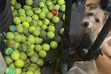 Buddy, il cane ossessionato dalle palline da tennis: la proprietaria ne ritorna indietro più di 100