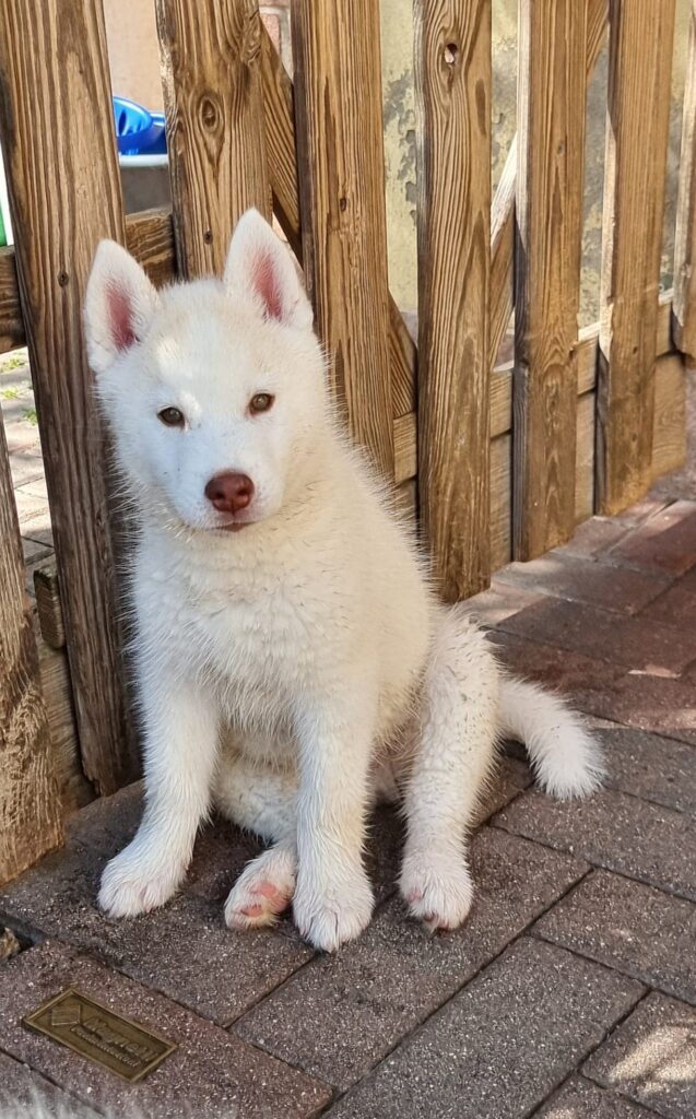 CUCCIOLI DI SIBERIAN HUSKY CON PEDIGREE E CERTIFICAZIONI SULLA SALUTE DEI GENITORI