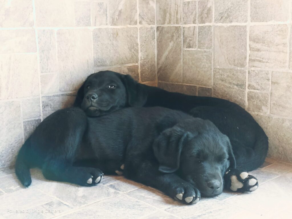 Cucciolo di Labrador di 3 mesi cerca famiglia