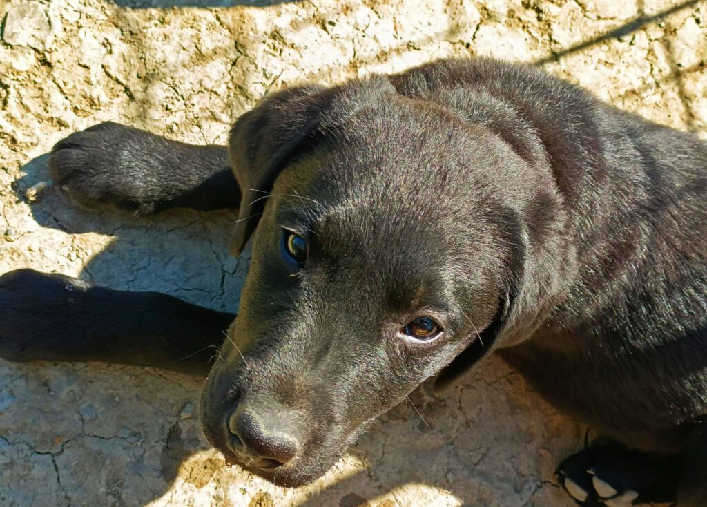 Cucciolo di Labrador di 3 mesi cerca famiglia