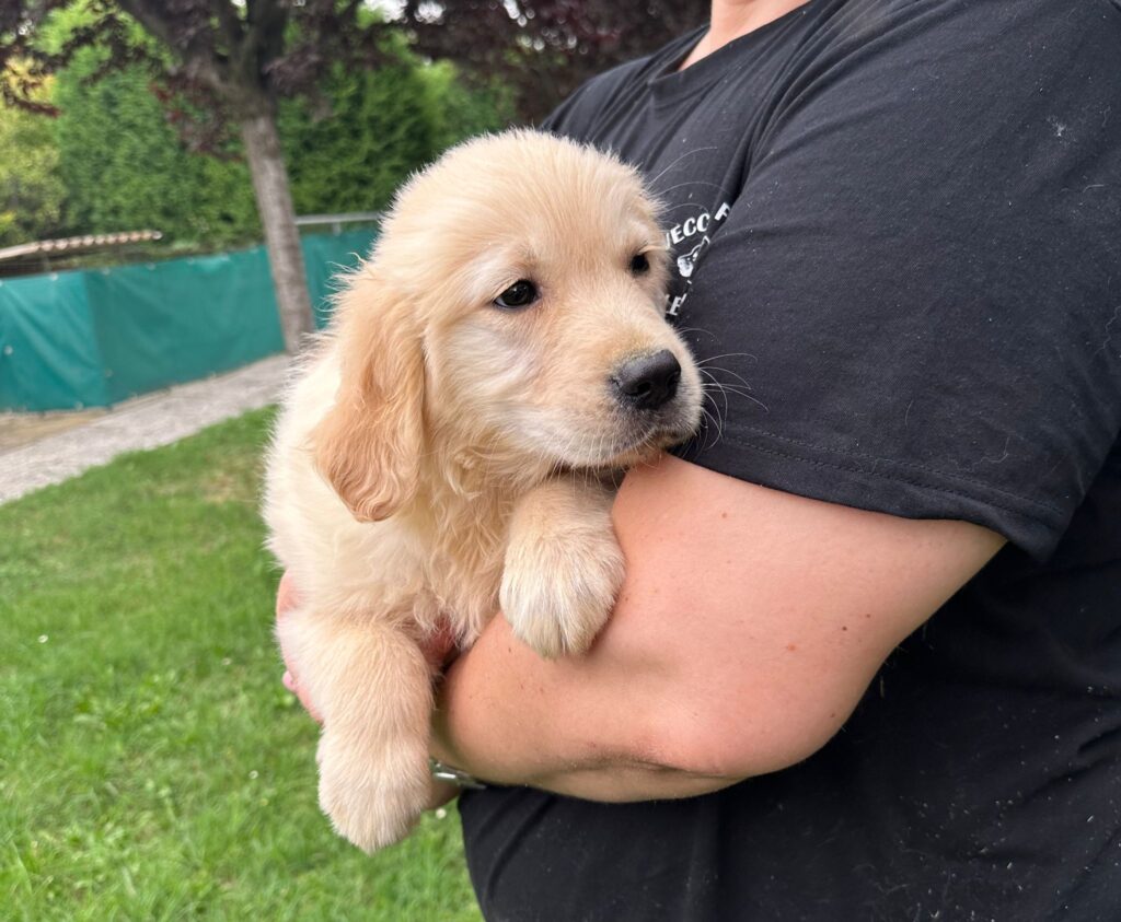 CUCCIOLI DI GOLDEN RETRIEVER CON PEDIGREE ENCI