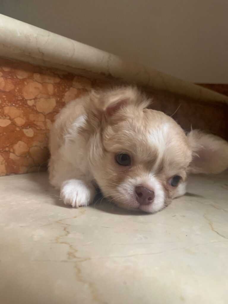 Chihuahua maschio pedigree