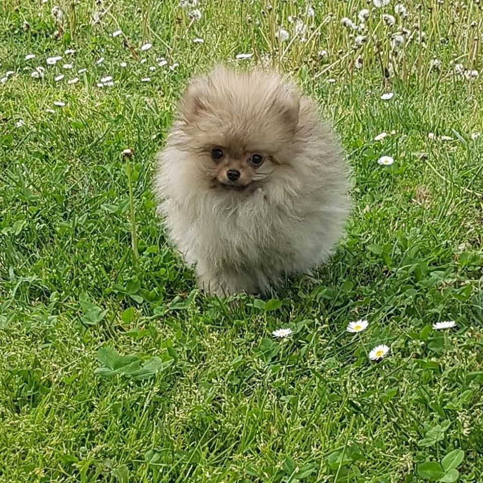 CUCCIOLI DI SPITZ NANO (POMERANIA)