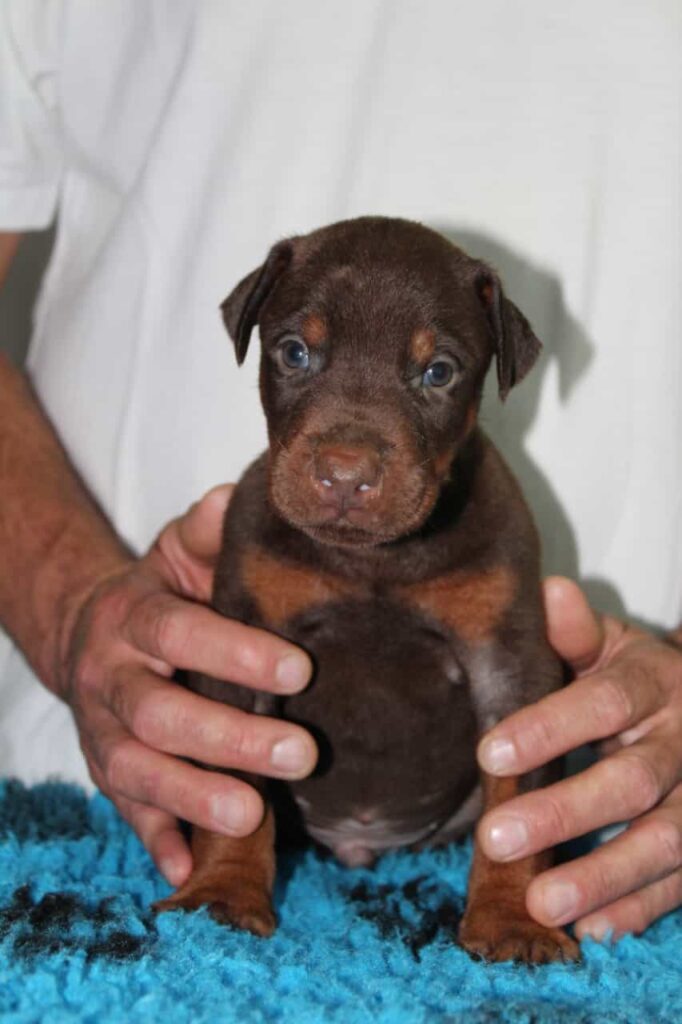 Cucciolo di Dobermann