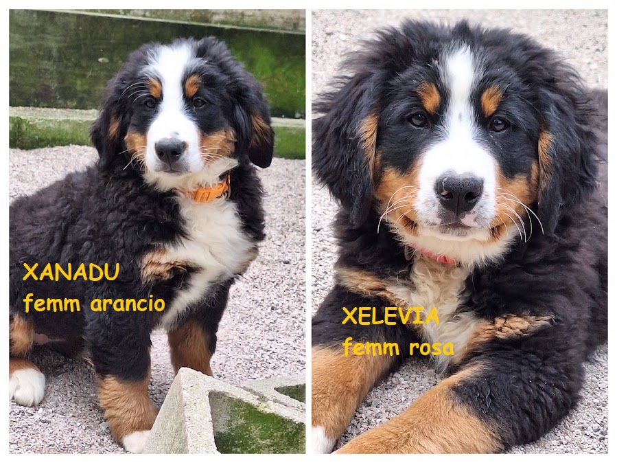 BOVARO DEL BERNESE CUCCIOLI  con pedigree