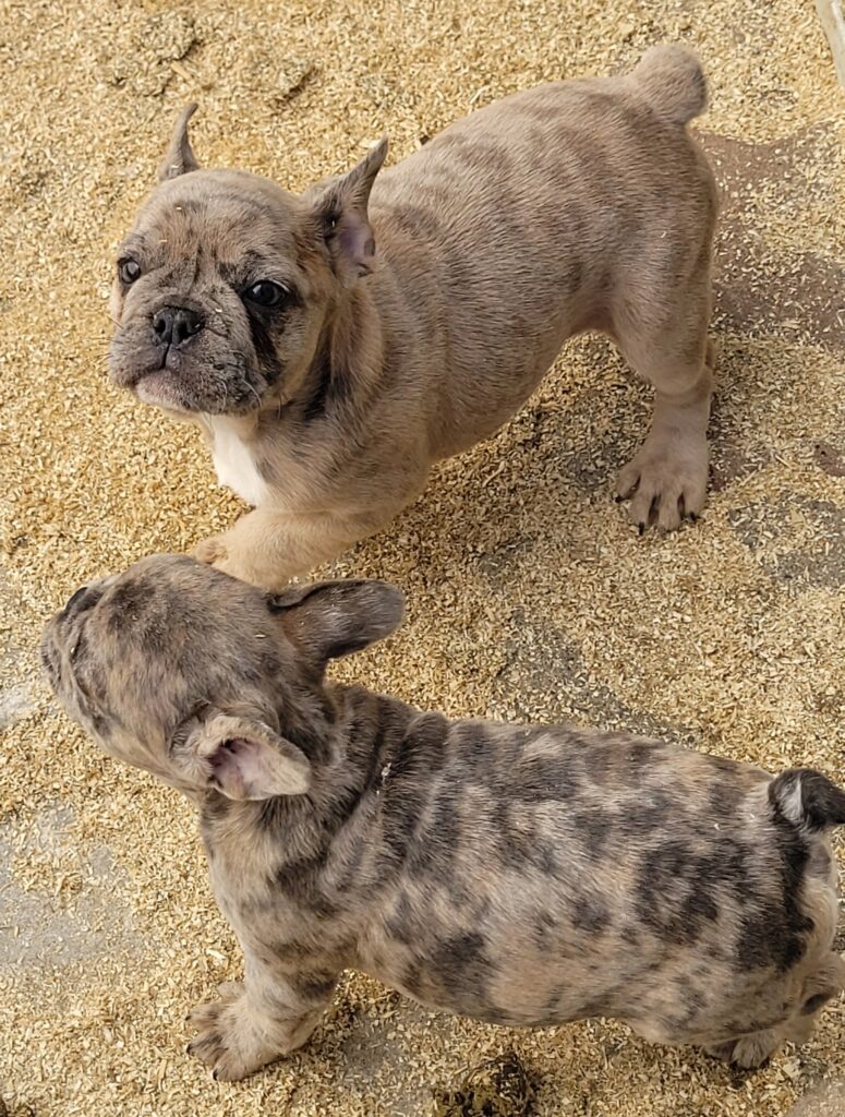 CUCCIOLI BOULEDOGUE FRANCESE