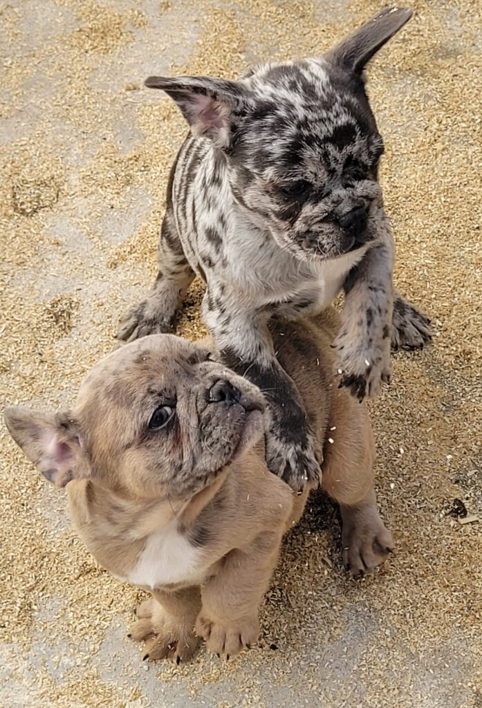 CUCCIOLI BOULEDOGUE FRANCESE