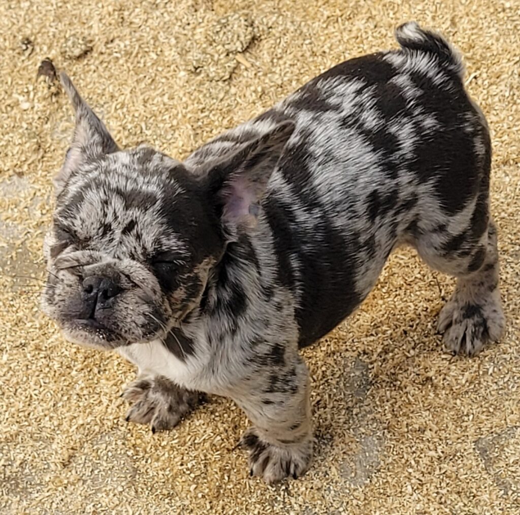 CUCCIOLI BOULEDOGUE FRANCESE