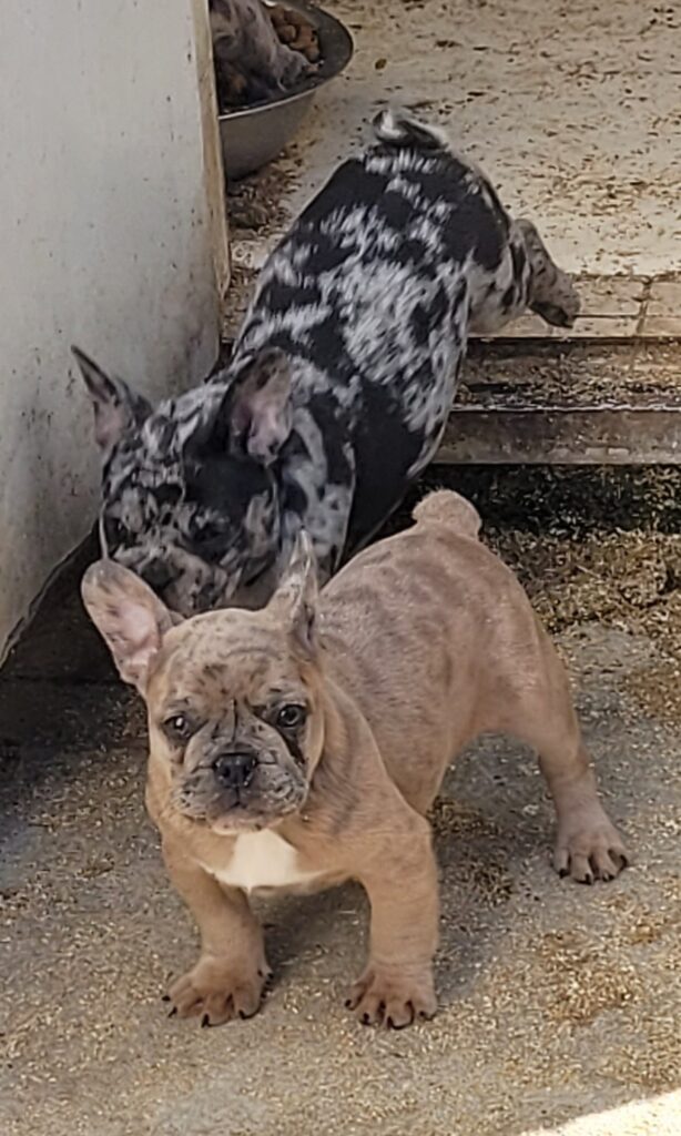 CUCCIOLI BOULEDOGUE FRANCESE