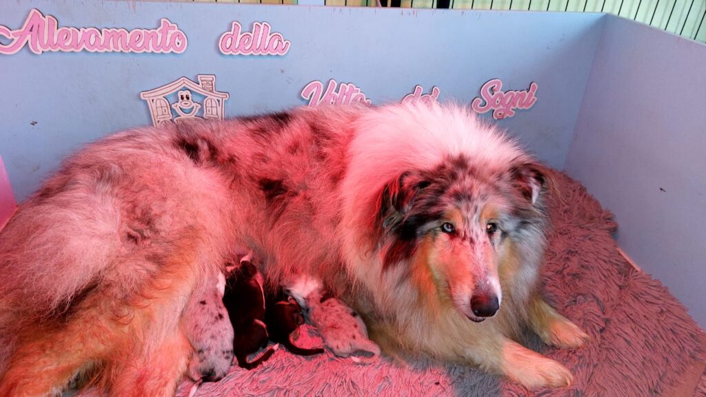 Rough Collie di alta genealogia disponibili