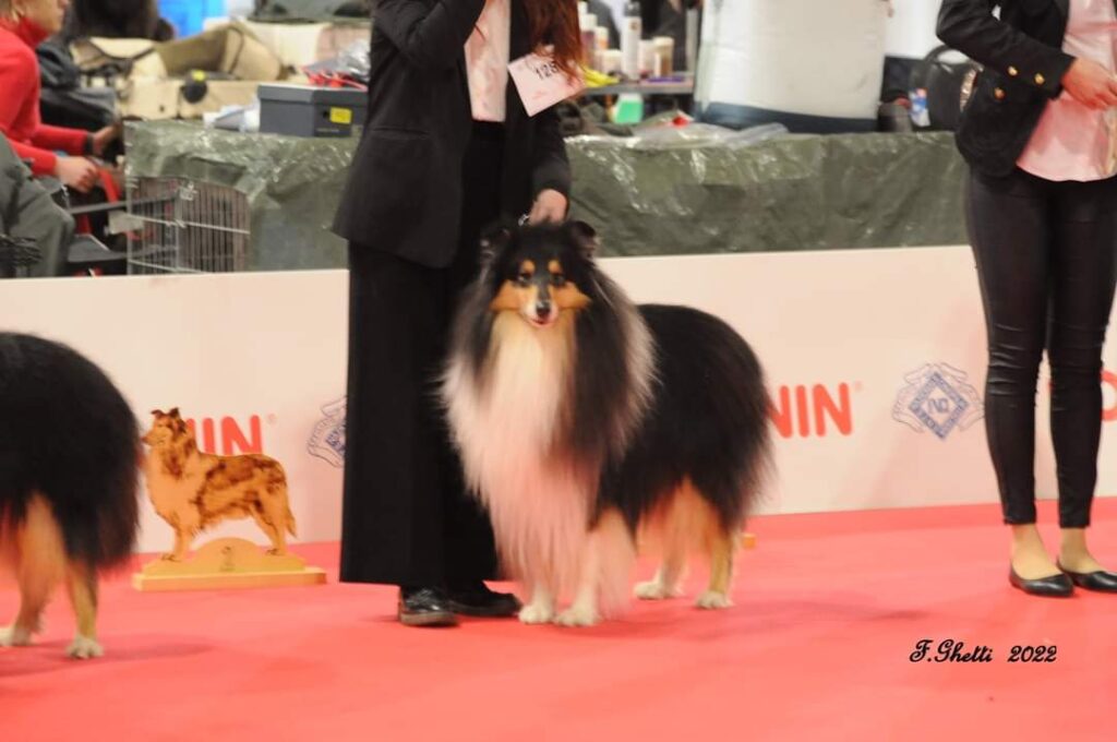 Rough Collie di alta genealogia disponibili