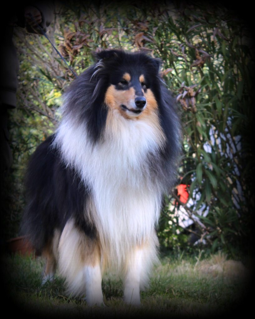 Rough Collie di alta genealogia disponibili