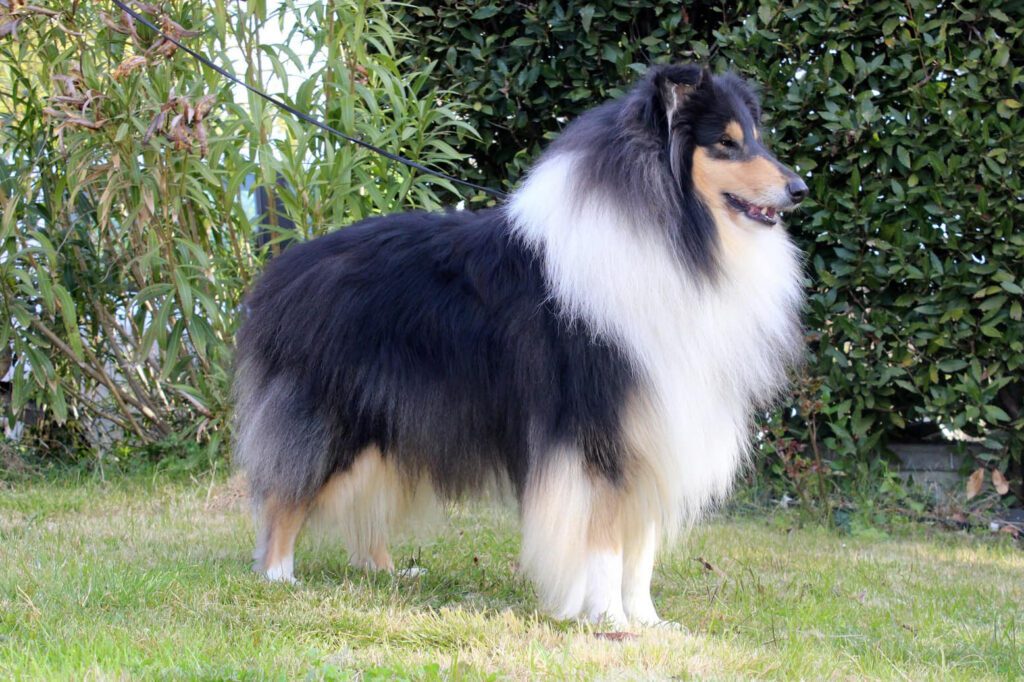 Rough Collie di alta genealogia disponibili