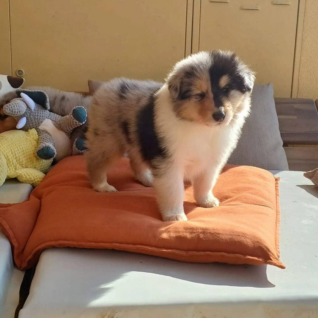 Rough Collie di alta genealogia disponibili