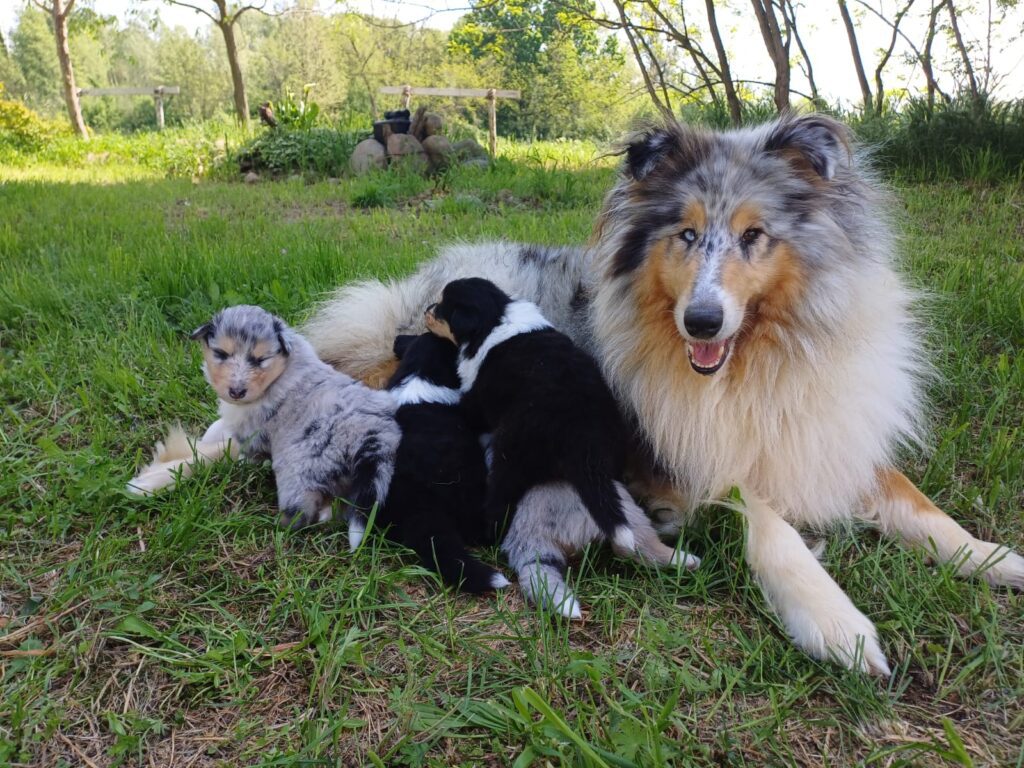 Rough Collie di alta genealogia disponibili