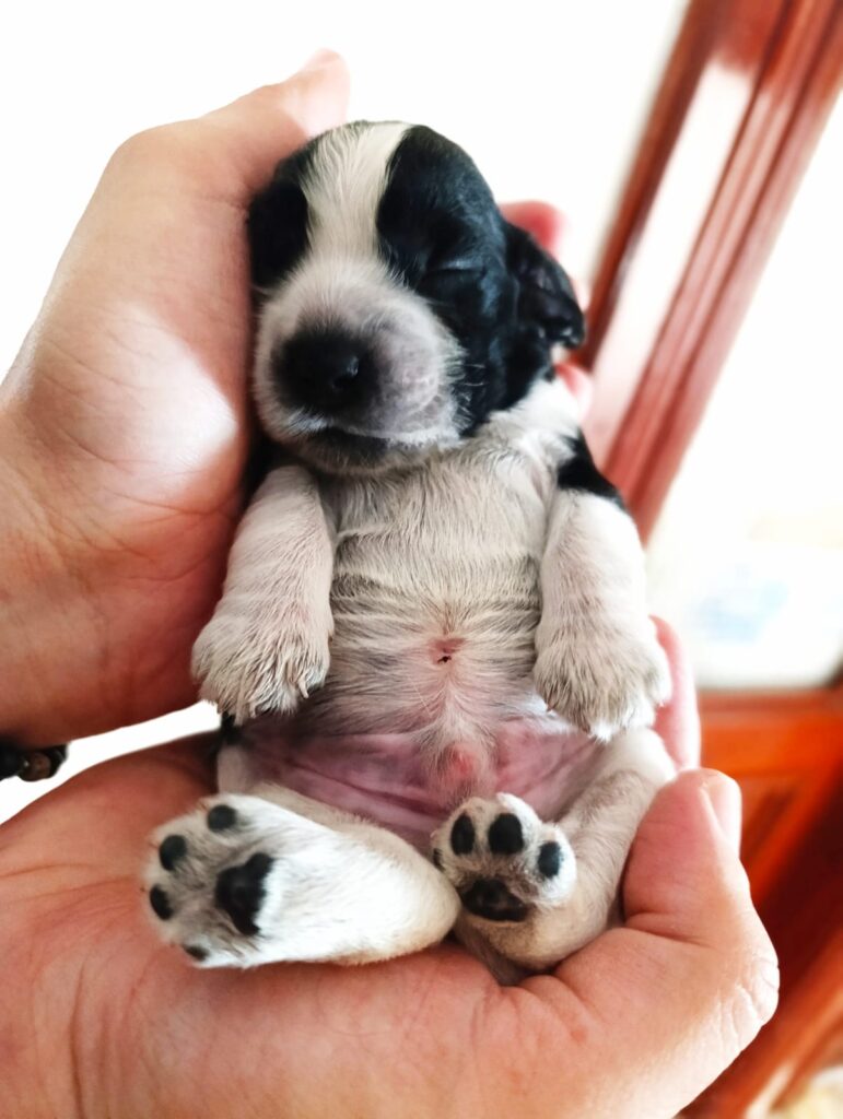 Cuccioli Cocker Spaniel Inglese