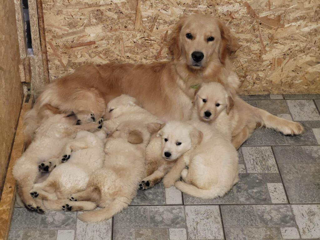 Super coccolosi cuccioli golden retriever