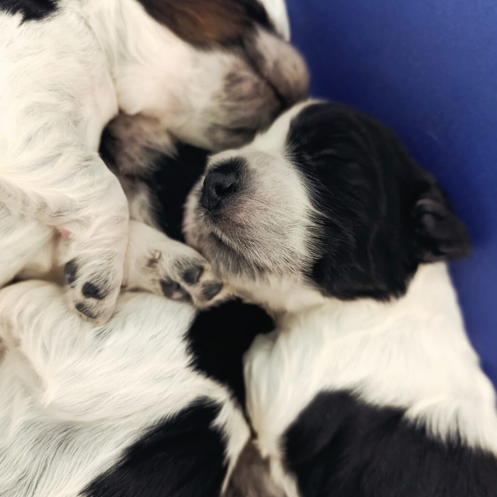 Cuccioli Cocker Spaniel Inglese